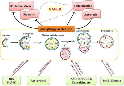 <mark class="highlighted">Herbal Extracts</mark> and Natural Products in Alleviating Non-alcoholic Fatty Liver Disease via Activating Autophagy